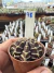 Gymnocalycium Híbrido Daydream vaso 6 Cod 78 - comprar online