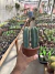Myrtilliocactus Geometrizans duas mudas vaso 11