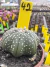 Astrophytum Asteria vaso 6 cod 42 - comprar online