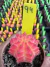 Gymnocalycium variegata raiz própria vaso 7 cod 94 na internet