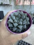 haworthia mirror ball vaso 9 - comprar online