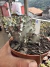 Euphorbia láctea Cristata Variegata Cod 6