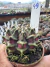 Gymnocalycium Híbrido Daydream vaso 6 Cod 49