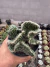 cacto Astrocylindroputia cylindrica Cristata vaso 9 - sjplantas
