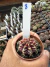Gymnocalycium Híbrido Daydream vaso 6 Cod 8 - comprar online