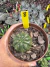 Matucana aureiflora vaso 11 cod 8