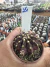 Gymnocalycium T- Lux vaso 6 cod 24