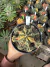 Gymnocalycium Variegata Matriz vaso 15 Cod 1 - comprar online