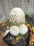 Mammilaria Graciliano Cv Oruga Exertada vaso 12 - comprar online