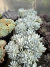 Echeveria Blue Stars vaso 11 na internet