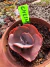 Echeveria Gibbiflora Chesapeaker vaso 8 - comprar online