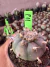 Lophophora Texana - Peyote vaso 9 P11 na internet