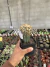 Coryphanta Mostruosa exertada vaso 12 - comprar online