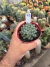 Haworthia de Vidro Cooperi importada vaso 9 Cod 43 - comprar online