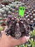 Gymnocalycium M. Purple vaso 9 cod 47 - comprar online