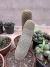 Mammilaria Matudae vaso 14 (cacto anaconda) na internet