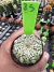 Astrophytum Asteria vaso 6 cod 85