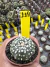 Astrophytum Asteria vaso 6 cod 114 na internet