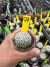 Astrophytum Asterias V-type Super Kabuto Vaso 6 cod 74 - comprar online