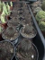Frailea Angelesii vaso 7 na internet