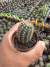 Cacto Echinopsis Oxygona vaso 7 na internet