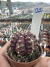 Gymnocalycium T- Lux vaso 6 cod 22