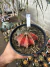 Gymnocalycium Variegata Matriz vaso 15 Cod 33 - comprar online
