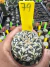 Astrophytum Asterias V-type Super Kabuto Vaso 6 cod 79