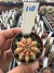 Gymnocalycium Híbrido Daydream vaso 6 Cod 110 - comprar online
