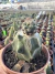 Turbinicarpus pseudomacrochele Vaso 7 exertada