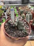 Euphorbia láctea Cristata Variegata Cod 23