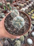 Gymnocalycium Spegazinii vaso 11