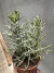 Euphorbia stenoclada Vaso 15 na internet
