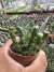 Euphorbia dichroa Vaso 7 - comprar online