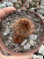 Mammilaria Carmenae cv Rubrispina vaso 9 - comprar online