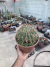 Ferocactus Latispinus vaso 20 Matriz na internet