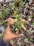 Kalanchoe Oricula vaso 12 na internet