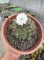 Gymnocalycium Anistisi MATRIZ cuia 17 na internet