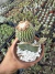 Notocactus scopa cv. inermis (enxerto - vaso 11 ) Cod 4 na internet