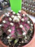 Gymnocalycium T- Rex vaso 6 cod 225