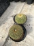 Notocactus Vanvlietii vaso 12 - sjplantas