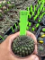 Gymnocalycium Thornless Vaso 6 Cod 108