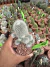 Rebutia Muscula vaso 11 Cod 20 na internet