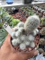 Rebutia Muscula vaso 11 Cod 23 - comprar online