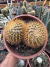 Mammilaria Nivosa duas mudas cuia 13 - comprar online