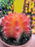 Gymnocalycium variegata raiz própria vaso 7 cod 143 - comprar online