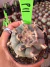 Lophophora Texana - Peyote vaso 9 P11 - comprar online