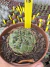 Matucana aureiflora vaso 11 cod 18