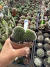 Cleistocactus Cristata ( rabo de sereia) vaso 11 cod 22 - comprar online