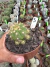 Gymnocalycium chacoense Vaso 11 Cod 3 - comprar online